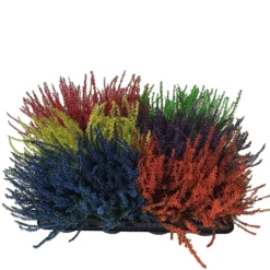 None Heather Mix 5 None Heather Mix -Garden Care Shop 12804629 1574898246769774