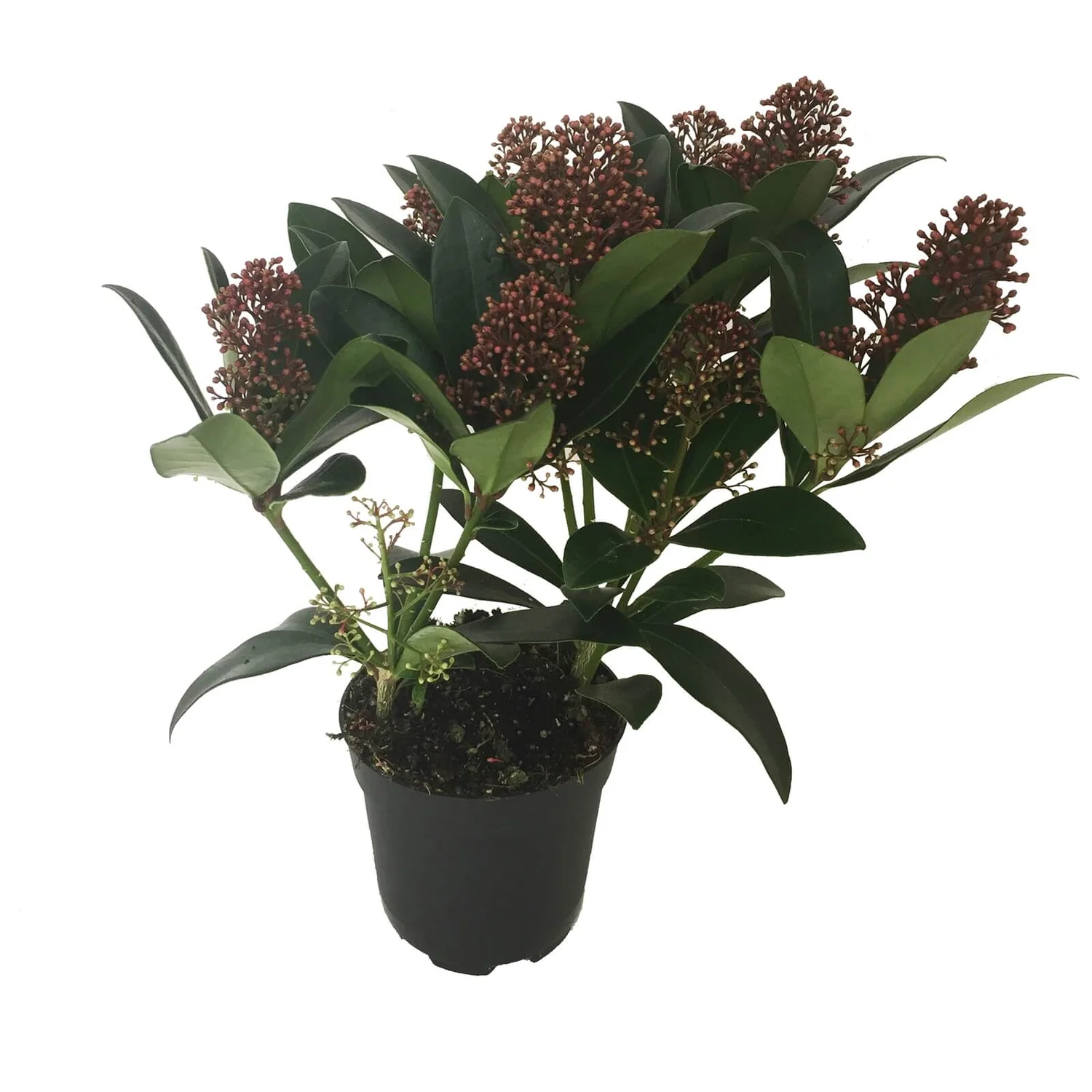 Skimmia Japonica Rubella 11cm 2 Skimmia Japonica Rubella 11cm - Image 2