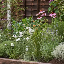 Sensory Border Collection - 4m X 60cm -Garden Care Shop 12806835 1395034598180836