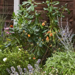 Sensory Border Collection - 4m X 60cm -Garden Care Shop 12806835 1425034598314840