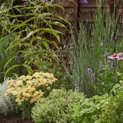 Sensory Border Collection - 7m X 60cm -Garden Care Shop 12806843 1415034599839941