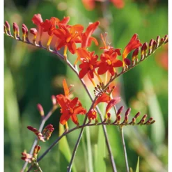 None Crocosomia Lucifer - Summer Bloom Bulbs -Garden Care Shop 12807881 1795020399432965