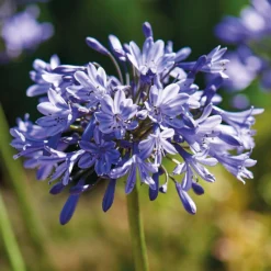 None Agapanthus Donau -Garden Care Shop 12807995 4545020399623147