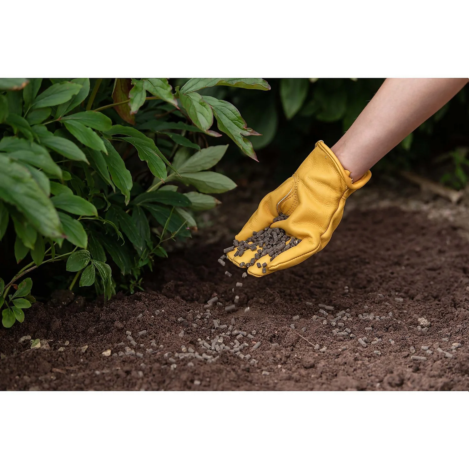 Westland Organic Chicken Manure Pellets - 2.25kg 3 Westland Organic Chicken Manure Pellets - 2.25kg - Image 3