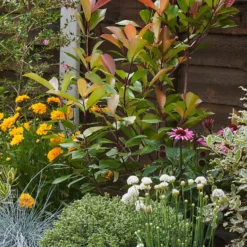 Sunny Border Collection - 5m X 60cm 12 Sunny Border Collection - 5m X 60cm -Garden Care Shop 12811305 1725034640318635