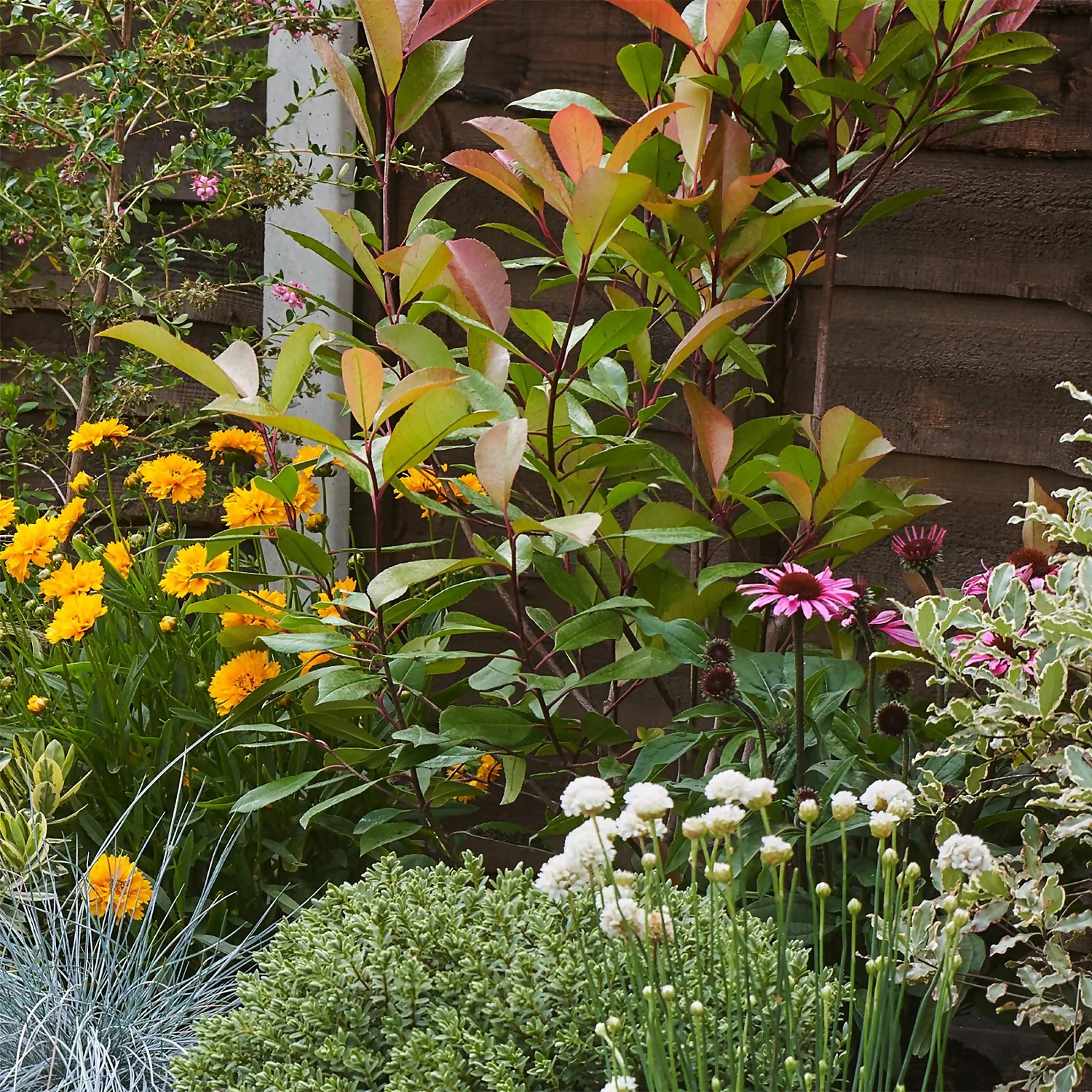 Sunny Border Collection - 8m X 90cm 6 Sunny Border Collection - 8m X 90cm - Image 6