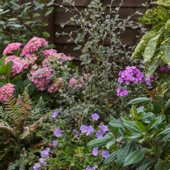 Shady Border Collection - 9m X 90cm 11 Shady Border Collection - 9m X 90cm -Garden Care Shop 12811429 2685034637736682