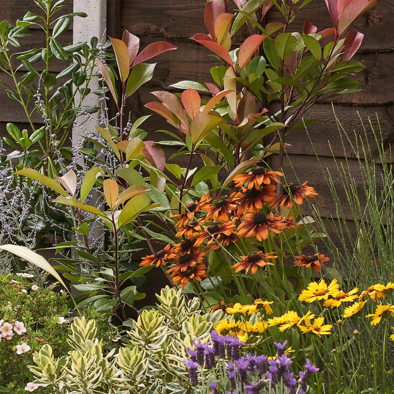 Mediterranean Border Collection - 5m X 60cm 6 Mediterranean Border Collection - 5m X 60cm - Image 6