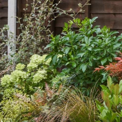 Evergreen Border Collection - 6m X 60cm -Garden Care Shop 12811559 1185035132764327