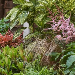 Evergreen Border Collection - 10m X 90cm -Garden Care Shop 12811594 8325027649654576