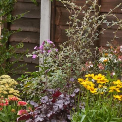 Bee And Butterfly Border Collection - 6m X 60cm -Garden Care Shop 12811632 1805027567706168