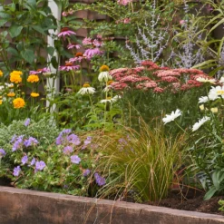 Bee And Butterfly Border Collection - 6m X 60cm -Garden Care Shop 12811632 5235027567655345