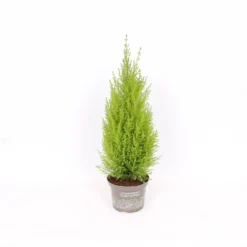 Cupressus Macr. Goldcrest Wilma Pyramid (Cupressus Macrocarpa 'Goldcrest') 17cm 5 Cupressus Macr. Goldcrest Wilma Pyramid (Cupressus Macrocarpa 'Goldcrest') 17cm -Garden Care Shop 12812584 5045057090534145