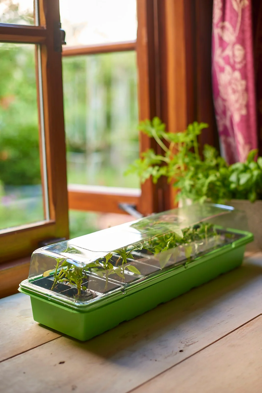Windowsill Greenhouse 2 Windowsill Greenhouse - Image 2
