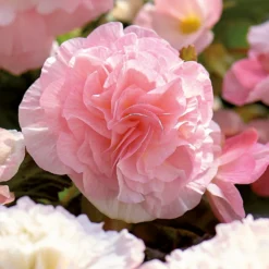 None Begonia - Wummi Apfelblute - Summer Bloom Bulbs -Garden Care Shop 12821837 1825020399792938