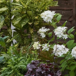 Shady Border 10m X 40cm -Garden Care Shop 12823478 1825034638236665