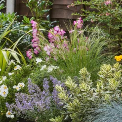 Sunny Border 8m X 40cm -Garden Care Shop 12823626 1065034640671813