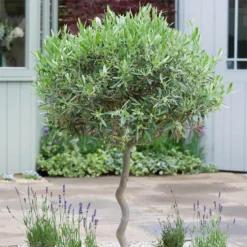 Olive Tree 35L Medditeranean Large Standard (Gs) -Garden Care Shop 12825277 1954831883773779