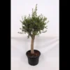 Olive Tree 35L Medditeranean Large Standard (Gs)