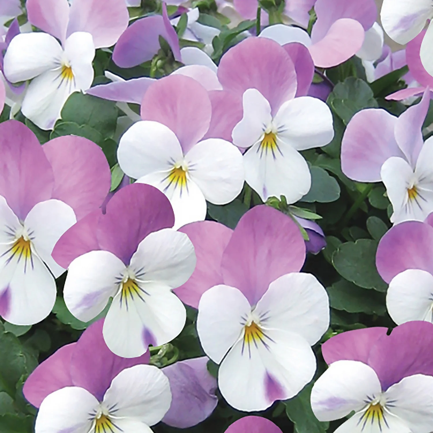 Viola Mix 10 Pack Spring 2 Viola Mix 10 Pack Spring - Image 2