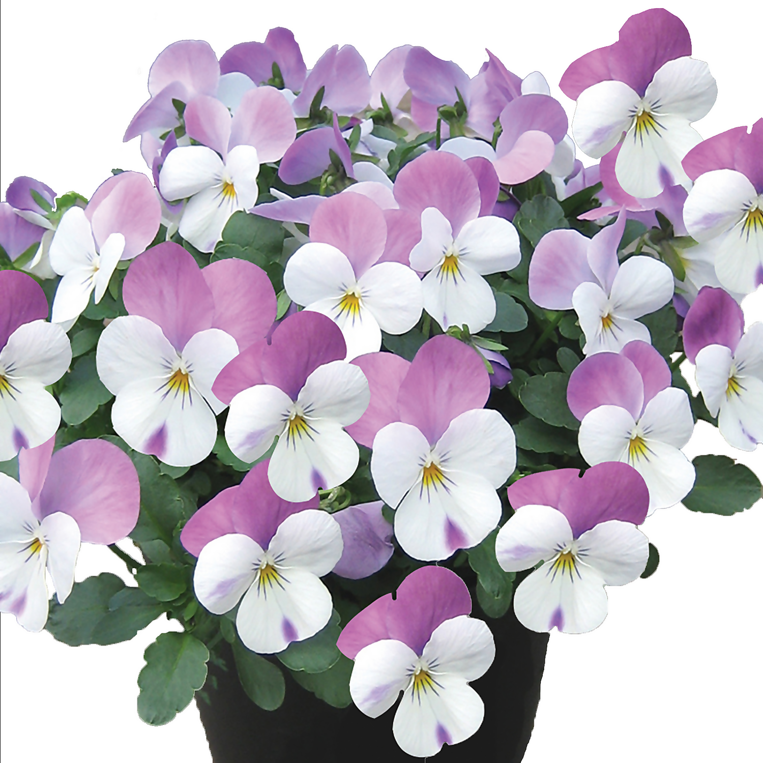 Viola Mix 10 Pack Spring 1 Viola Mix 10 Pack Spring