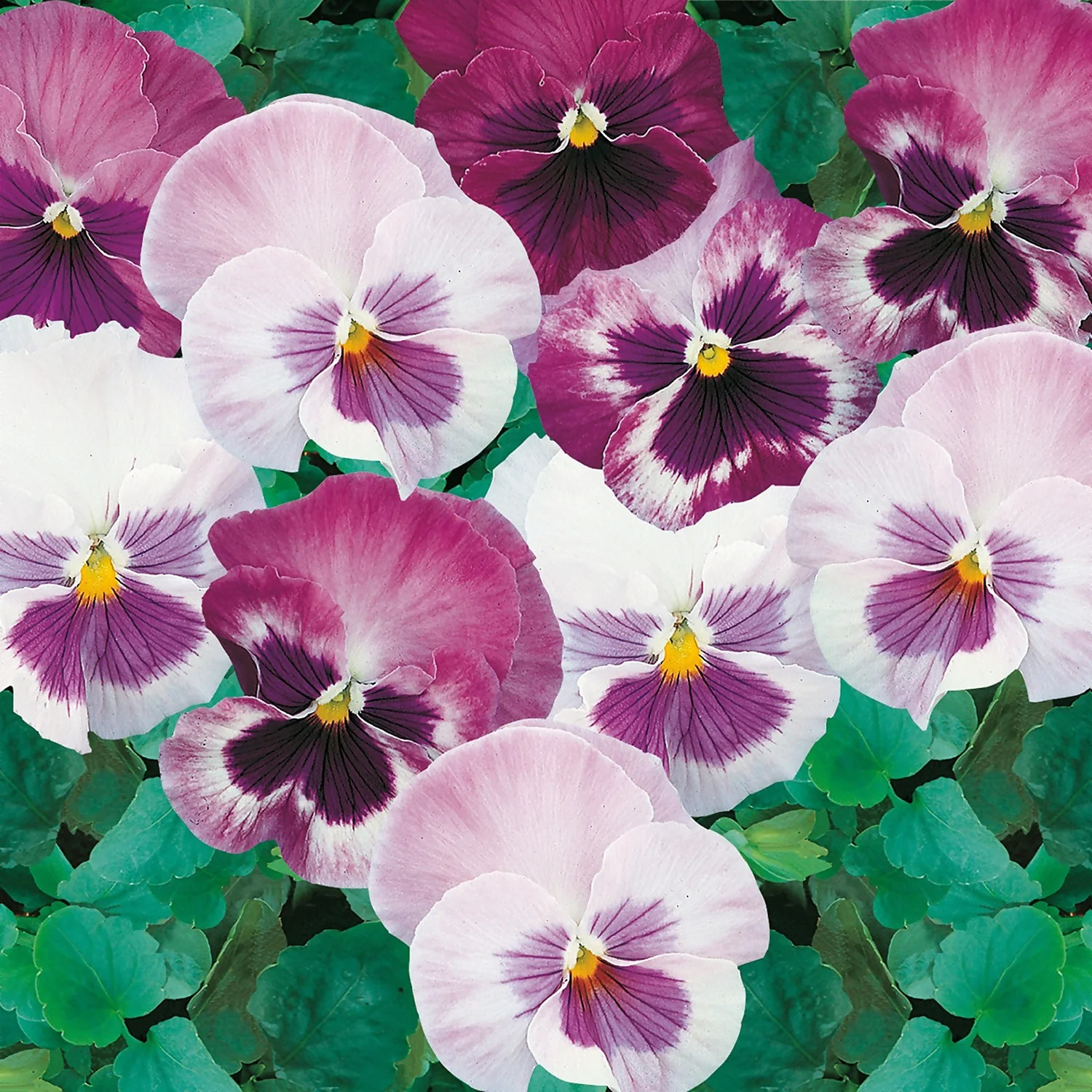 Pansy Mix 6 Pack Spring 1 Pansy Mix 6 Pack Spring