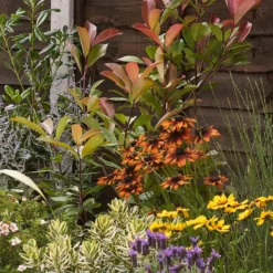 Mediterranean Border 2m X 120cm 12 Mediterranean Border 2m X 120cm -Garden Care Shop 12827477 2015027803240929