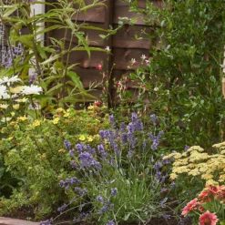 Bee And Butterfly Border 3m X 120cm 11 Bee And Butterfly Border 3m X 120cm -Garden Care Shop 12827494 1975027566291989