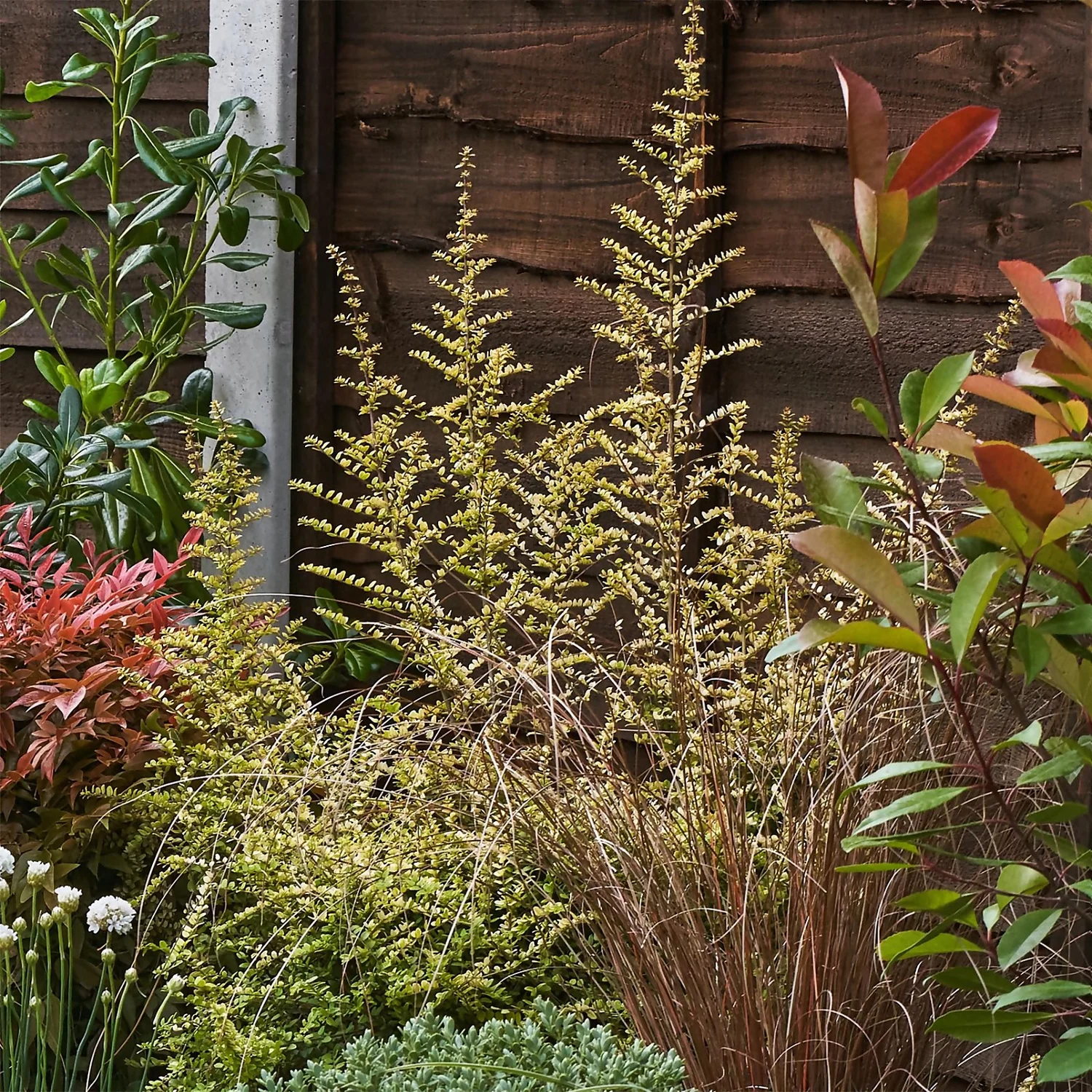 Garden On A Roll Eco Border - 2m X 120cm 6 Garden On A Roll Eco Border - 2m X 120cm - Image 6