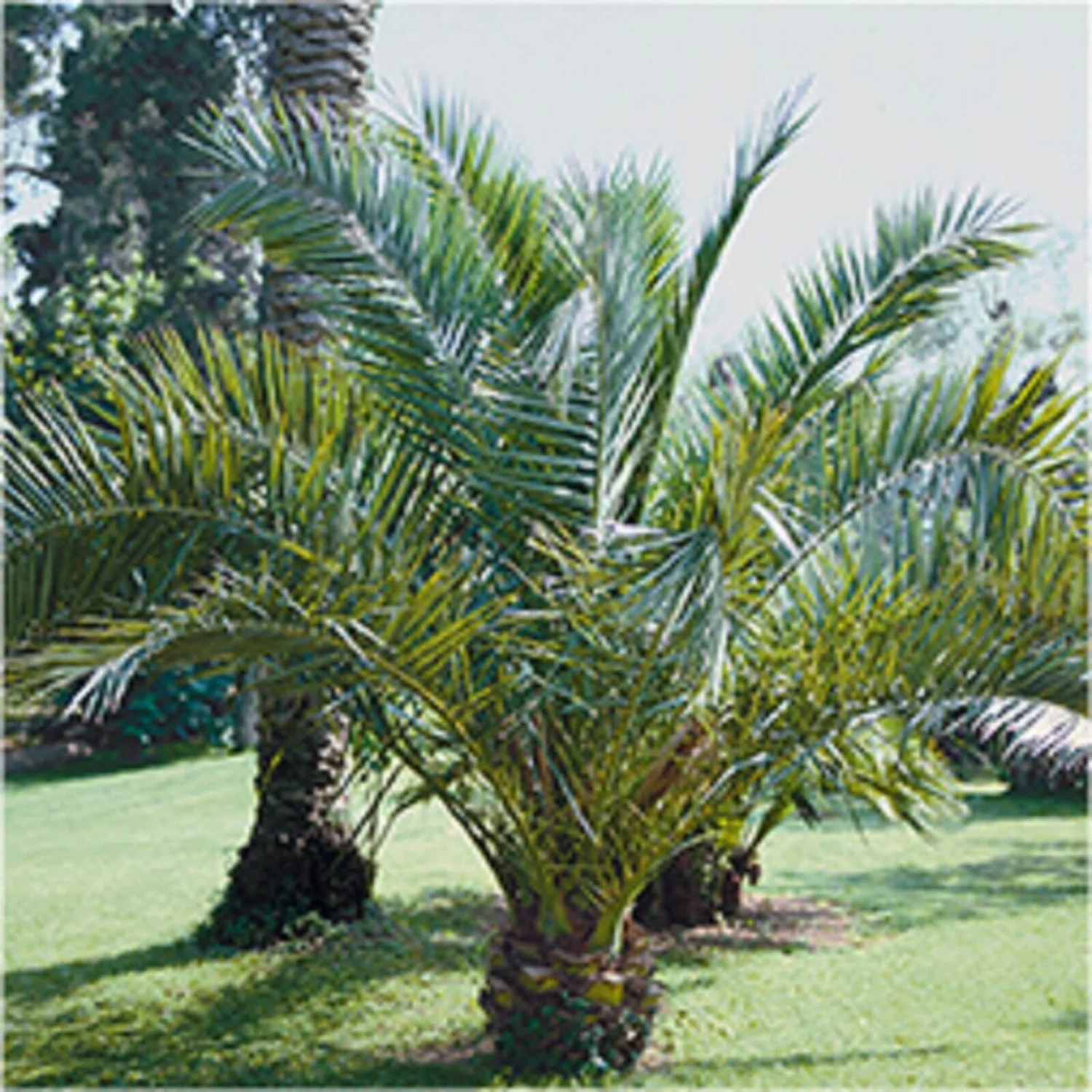 Phoenix Canariensis Canary Island Date Palm 18cm 2 Phoenix Canariensis Canary Island Date Palm 18cm - Image 2