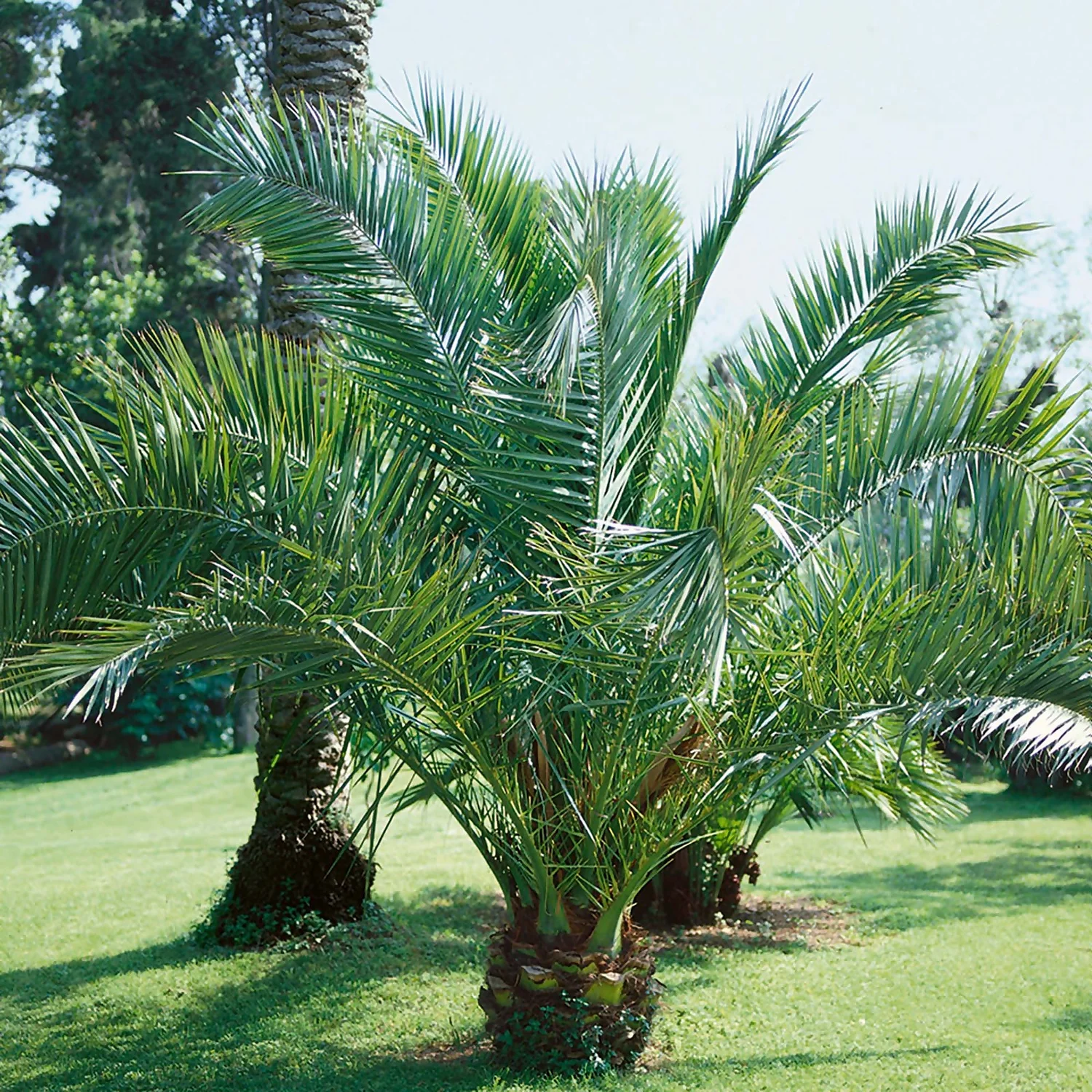 Phoenix Canariensis Canary Island Date Palm 18cm 1 Phoenix Canariensis Canary Island Date Palm 18cm