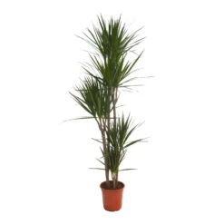 Dracaena Marginata (Dragon Tree) - 30cm
