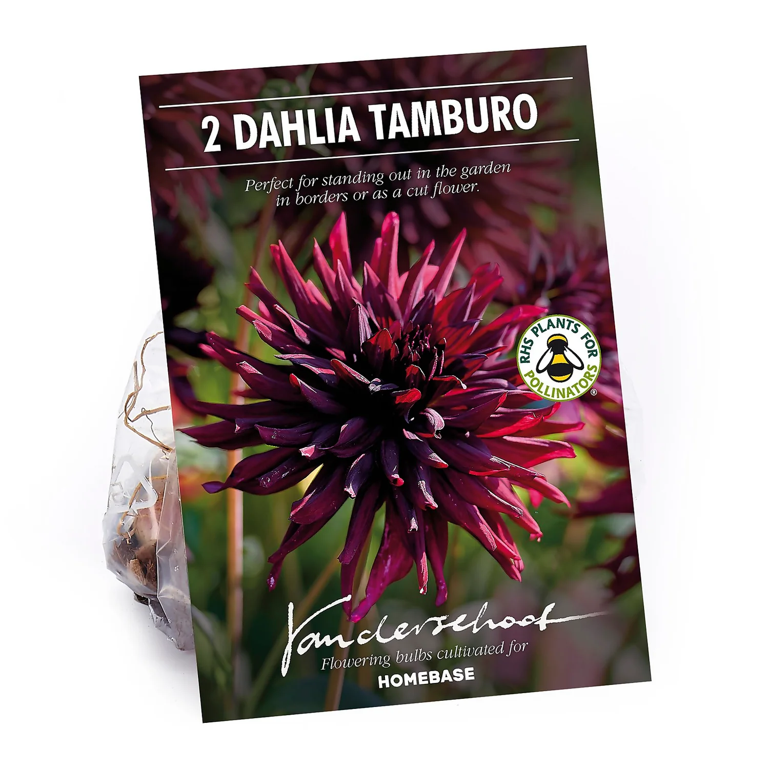 None Semi-Cactus Dahlia Black Narcissi Bulbs 1 None Semi-Cactus Dahlia Black Narcissi Bulbs
