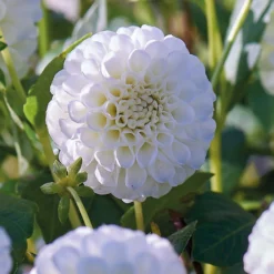 None Pompon Dahlia Snowflake Flower Bulbs -Garden Care Shop 12882830 1225020400296779