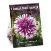 None Fimbriata Dahlia Table Dancer