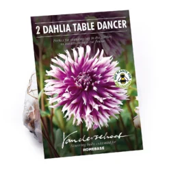 None Fimbriata Dahlia Table Dancer