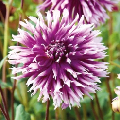 None Fimbriata Dahlia Table Dancer -Garden Care Shop 12882831 1865020400303883