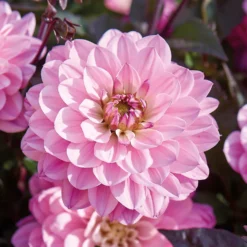 None Dark Foliage Dahlia Melody Harmony Flower Bulbs 5 None Dark Foliage Dahlia Melody Harmony Flower Bulbs -Garden Care Shop 12882832 1195020400481306