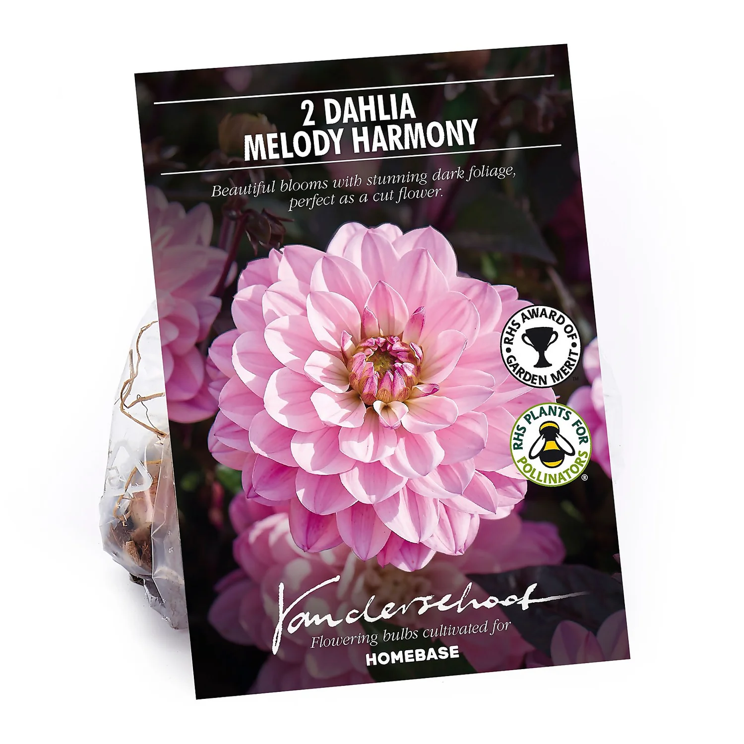 None Dark Foliage Dahlia Melody Harmony Flower Bulbs 1 None Dark Foliage Dahlia Melody Harmony Flower Bulbs
