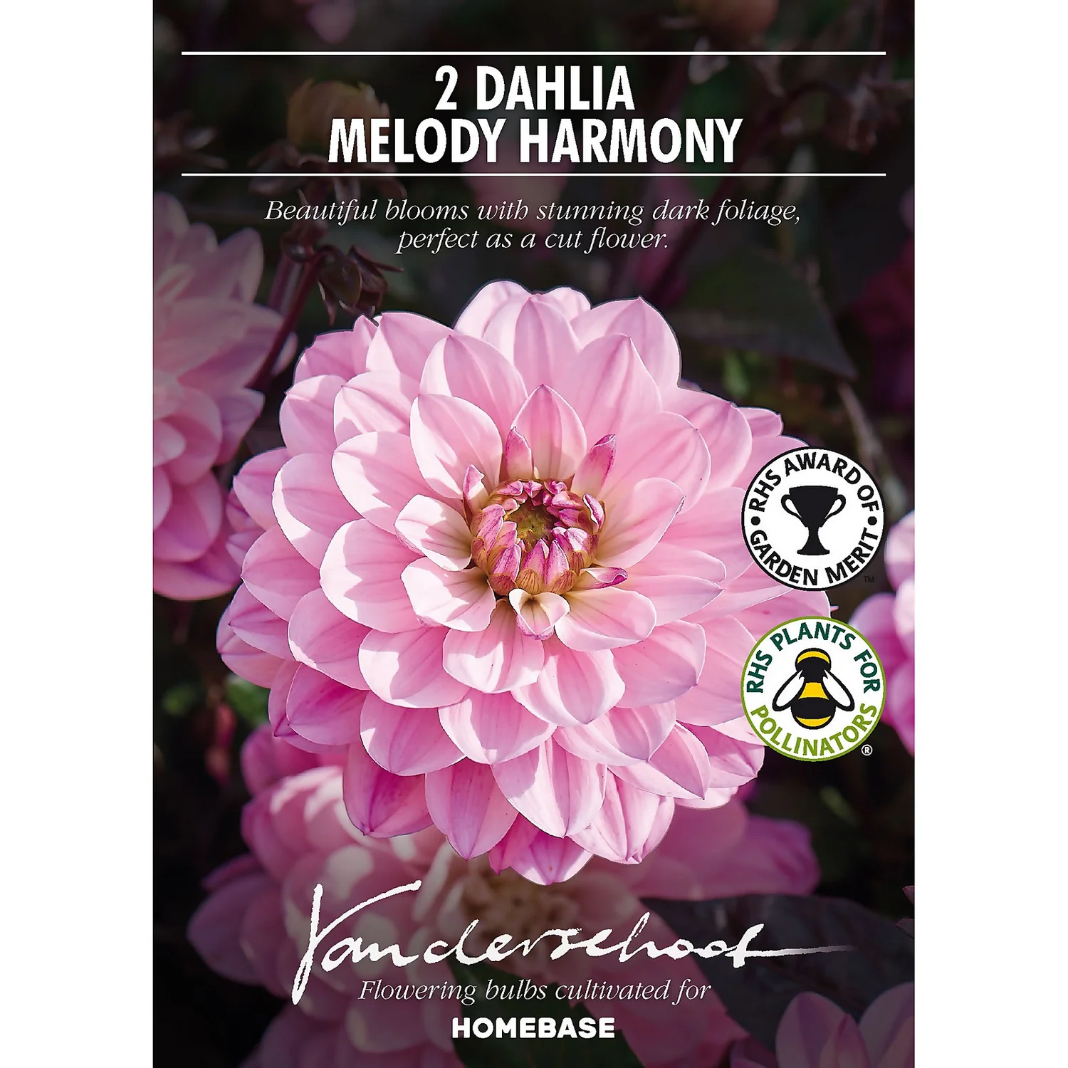 None Dark Foliage Dahlia Melody Harmony Flower Bulbs 2 None Dark Foliage Dahlia Melody Harmony Flower Bulbs - Image 2