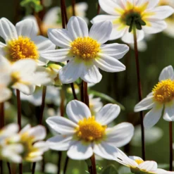 None Dahlia Single Topmix White Flower Bulbs -Garden Care Shop 12882839 6305020400610243