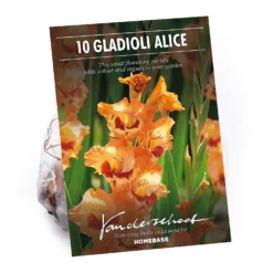 None Small Flowering Gladioli Alice