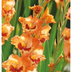 None Small Flowering Gladioli Alice -Garden Care Shop 12882841 1975020400612418
