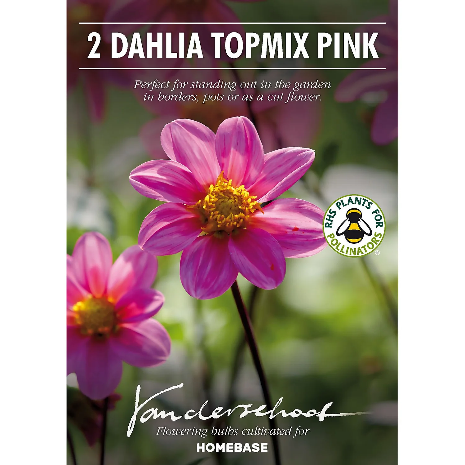 None Dahlia Single Topmix Pink 2 None Dahlia Single Topmix Pink - Image 2