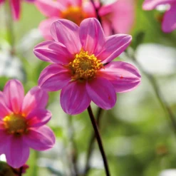 None Dahlia Single Topmix Pink 5 None Dahlia Single Topmix Pink -Garden Care Shop 12882844 7355020400640558