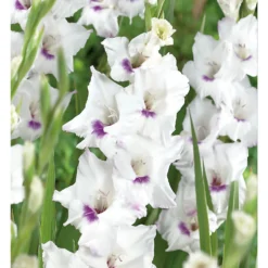 None Large Flowering Gladioli Home Coming 5 None Large Flowering Gladioli Home Coming -Garden Care Shop 12882847 1765020584779856