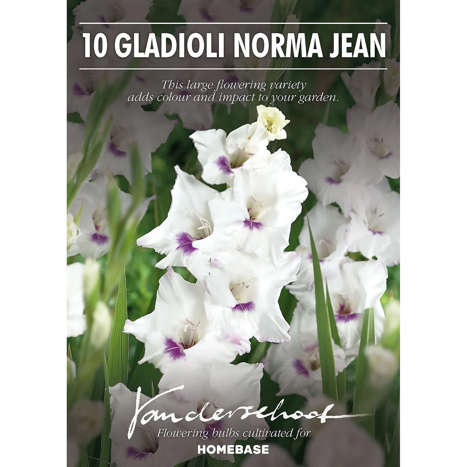 None Large Flowering Gladioli Home Coming 2 None Large Flowering Gladioli Home Coming - Image 2