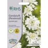 RHS Candytuft Snowflake