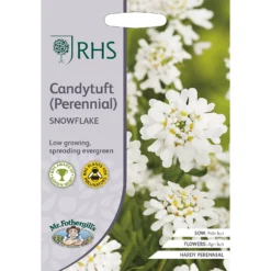 RHS Candytuft Snowflake