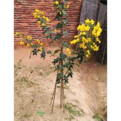 10 Pack Bamboo Canes - 1.5m/5ft -Garden Care Shop 12885361 1704952637997305